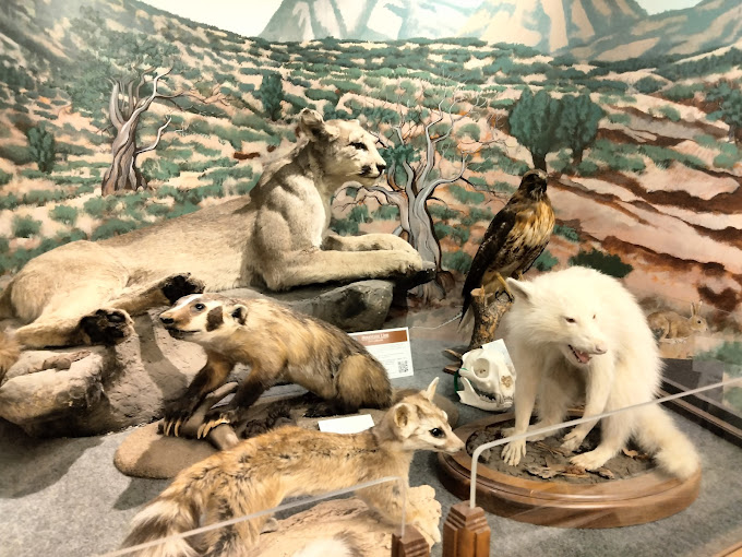 Photo of taxidermy