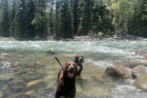 a close up of a dog running in the water