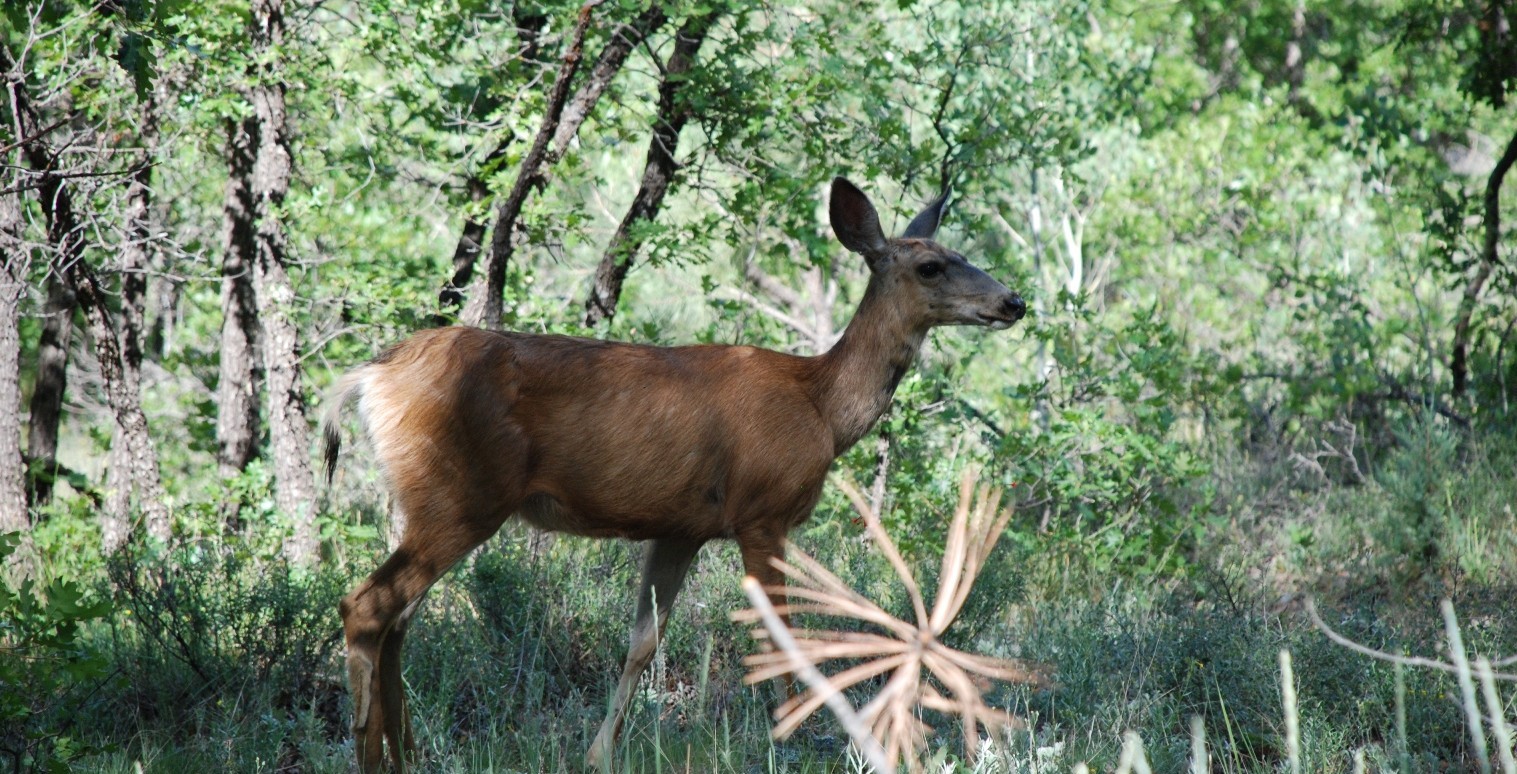 DSC_0416 a deer standing next to a forest