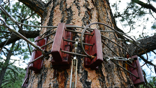 a large tree in a forest